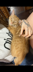 Reunited Male Cat last seen Near west market Street York Pa 17404, York, PA 17404