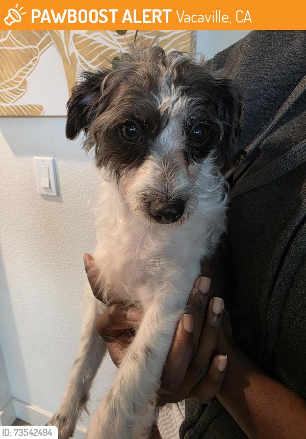 Found/Stray Female Dog last seen Liesure town rd, Vacaville, CA 95687