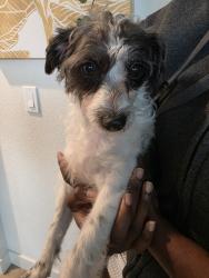 Found/Stray Female Dog last seen Liesure town rd, Vacaville, CA 95687