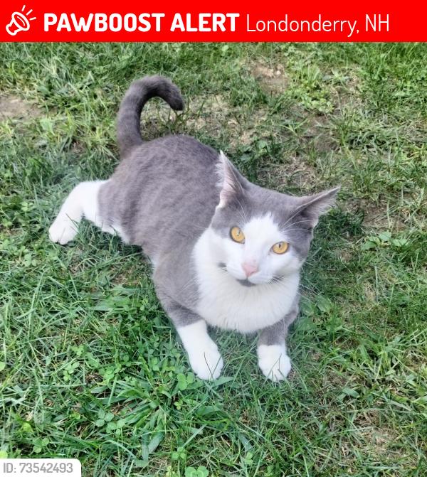 Lost Male Cat last seen Sparhawk Drive at corner of Kestree, Londonderry, NH 03053