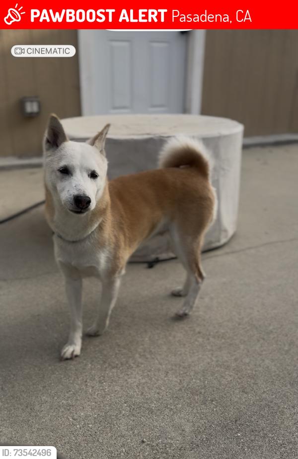 Lost Female Dog last seen Penn, Pasadena, CA 91101