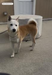 Lost Female Dog last seen Penn, Pasadena, CA 91101