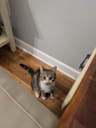 Found/Stray Female Cat last seen North Avenue and Pierce Avenue, Atlanta, GA 31192