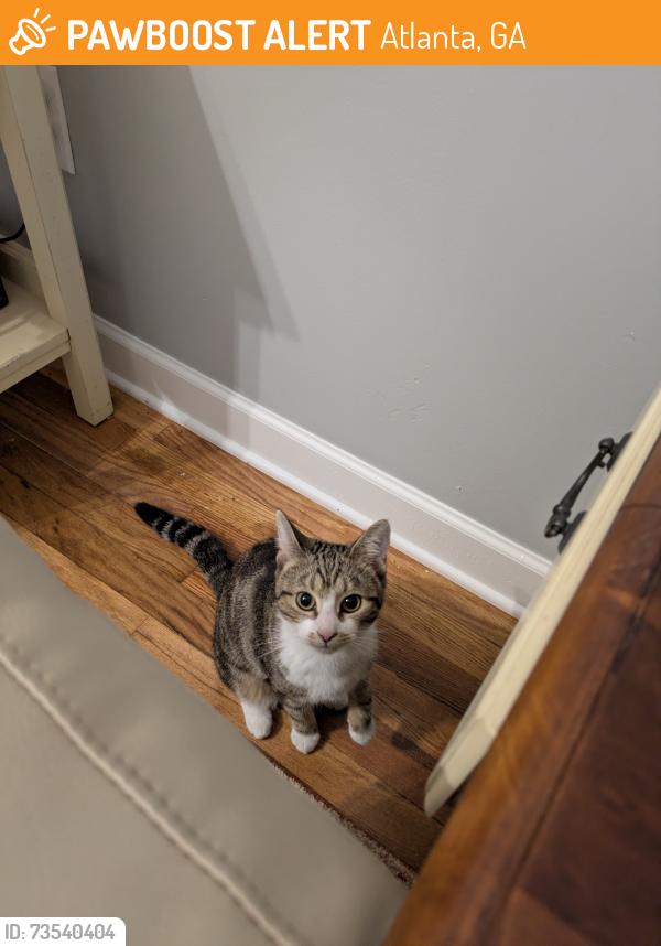 Found/Stray Female Cat last seen North Avenue and Pierce Avenue, Atlanta, GA 31192