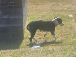 Found/Stray Unknown Dog last seen Hickory hill dr memphis, tn, Memphis, TN 38118
