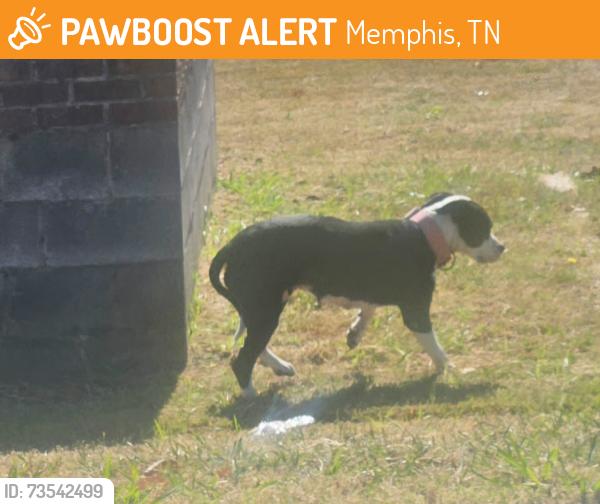 Found/Stray Unknown Dog last seen Hickory hill dr memphis, tn, Memphis, TN 38118