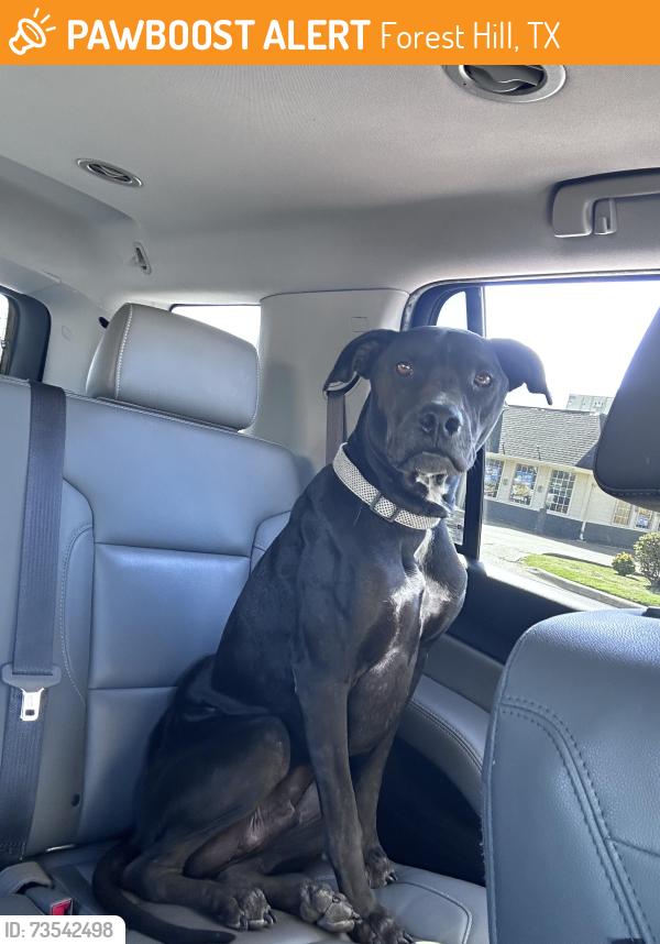 Found/Stray Male Dog last seen Guilford st, Forest Hill, TX 76119