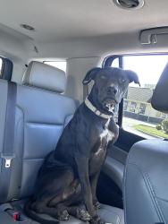 Found/Stray Male Dog last seen Guilford st, Forest Hill, TX 76119
