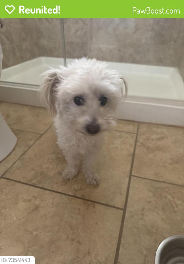 Reunited Unknown Dog last seen Vista de Colinas Dr SE, Rio Rancho, NM 87124, USA, Rio Rancho, NM 87124