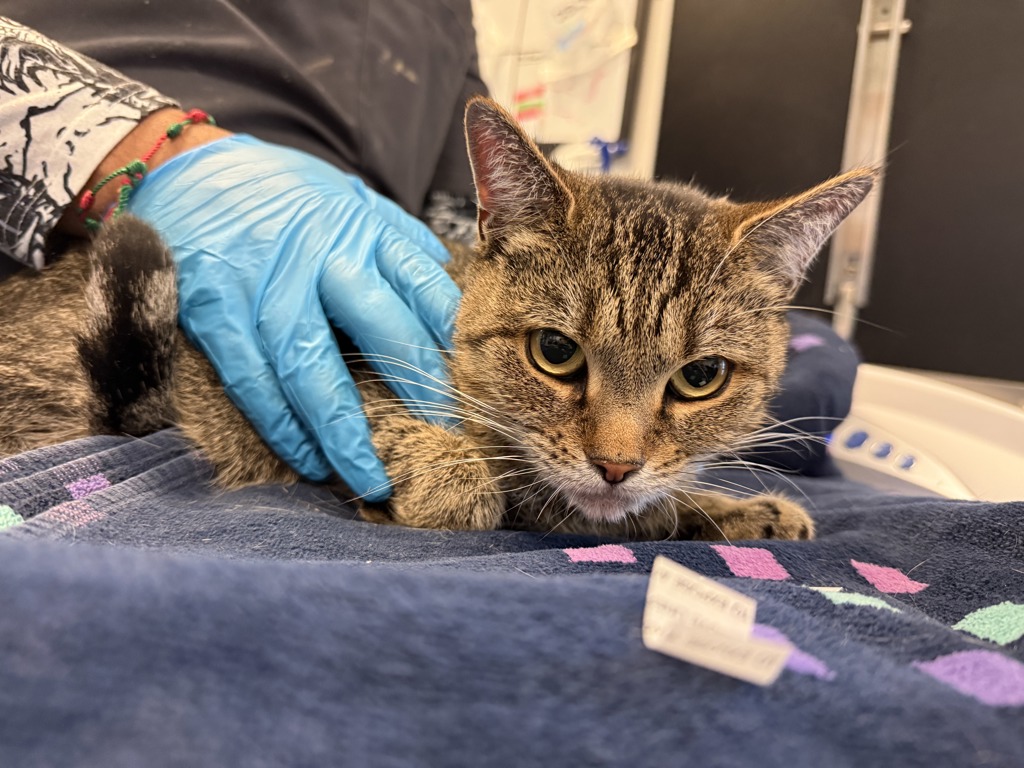 Shelter Stray Female Cat last seen Near 167, BRONX, NY, 10456, 326 E 110th St, New York, NY 10029, USA