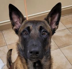 Shelter Stray Male Dog last seen NE 16th Ave / NE Multnomah BLVD, PORTLAND, OR, 97232, 1700 W Historic Columbia River Hwy, Troutdale, OR 97060, USA