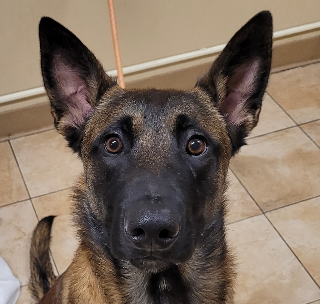 Shelter Stray Male Dog last seen NE 16th Ave / NE Multnomah BLVD, PORTLAND, OR, 97232, 1700 W Historic Columbia River Hwy, Troutdale, OR 97060, USA