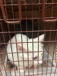 Shelter Stray Male Cat last seen Near Mansell Avenue, AUSTIN, TX, 78721, 7201 Levander Loop bldg a, Austin, TX 78702, USA