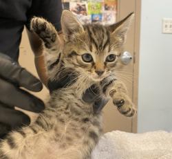 Shelter Stray Female Cat last seen Near S 1st Street, National City, CA, 91950, 5500 Gaines St, San Diego, CA 92110, USA
