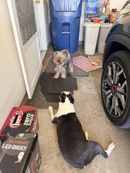 Found/Stray Unknown Dog last seen Regis ct and palmyra, Indianapolis, IN 46239