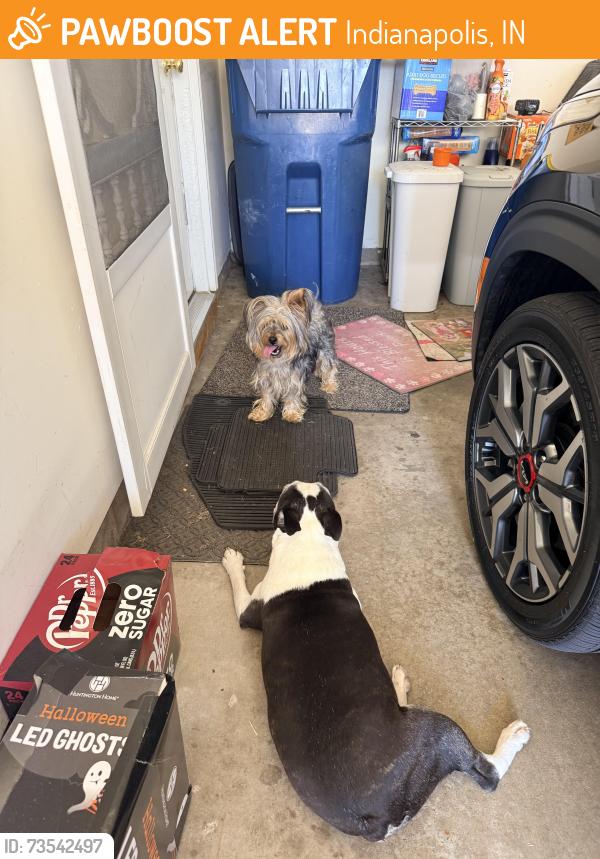 Found/Stray Unknown Dog last seen Regis ct and palmyra, Indianapolis, IN 46239