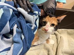 Shelter Stray Female Cat last seen Near Ruette Le Parc Street, Del Mar, CA, 92014, Oceanside, CA 92058, USA