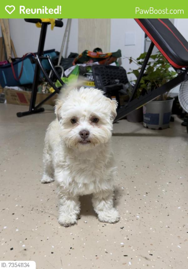 Reunited Male Dog last seen Celina fire station 3, Celina, TX 76227