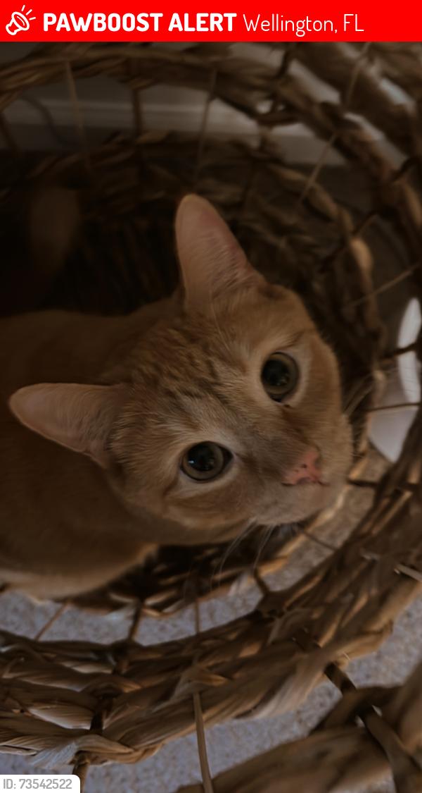 Lost Male Cat last seen Near S Shore BlvdWellington, FL 33414United States, Wellington, FL 33414
