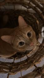 Lost Male Cat last seen Near S Shore BlvdWellington, FL 33414United States, Wellington, FL 33414