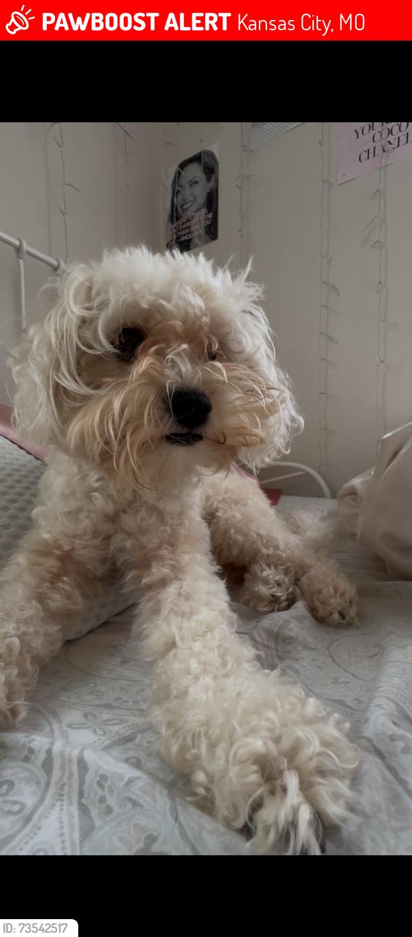 Lost Female Dog last seen 33rd street, Kansas City, MO 64109