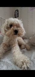 Lost Female Dog last seen 33rd street, Kansas City, MO 64109