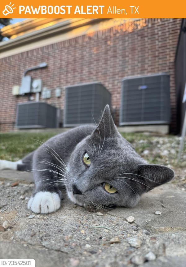 Found/Stray Unknown Cat last seen Evanvale and willingham, Allen, TX 75013