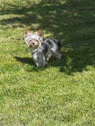 Lost Male Dog last seen Sunrise, Puyallup, WA 98374