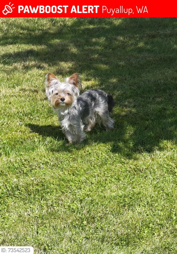 Lost Male Dog last seen Sunrise, Puyallup, WA 98374