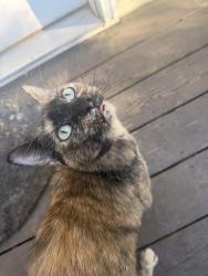 Found/Stray Female Cat last seen Near Dallas highway in the golden valley community, Douglasville, GA 30134