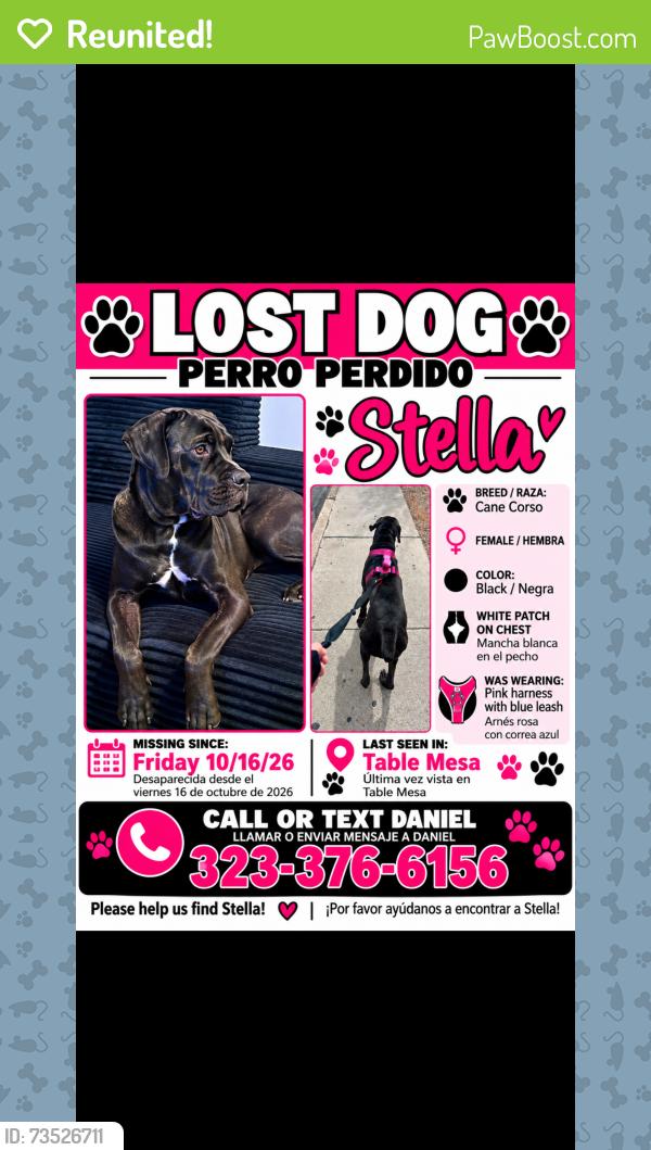 Reunited Female Dog last seen Table mea, New River, AZ 85087