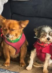 Reunited Female Dog last seen Broadmoor Dr, Columbus, GA 31903