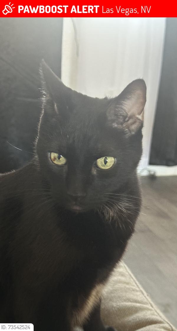 Lost Male Cat last seen Hacienda and Lindell, Las Vegas, NV 89118