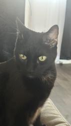 Lost Male Cat last seen Hacienda and Lindell, Las Vegas, NV 89118