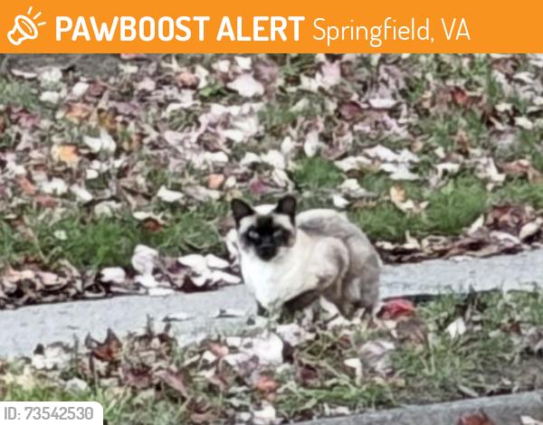 Found/Stray Unknown Cat last seen Paloma Lane and Paloma Ct, Springfield, Springfield, VA 22153