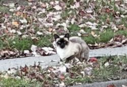 Found/Stray Unknown Cat last seen Paloma Lane and Paloma Ct, Springfield, Springfield, VA 22153