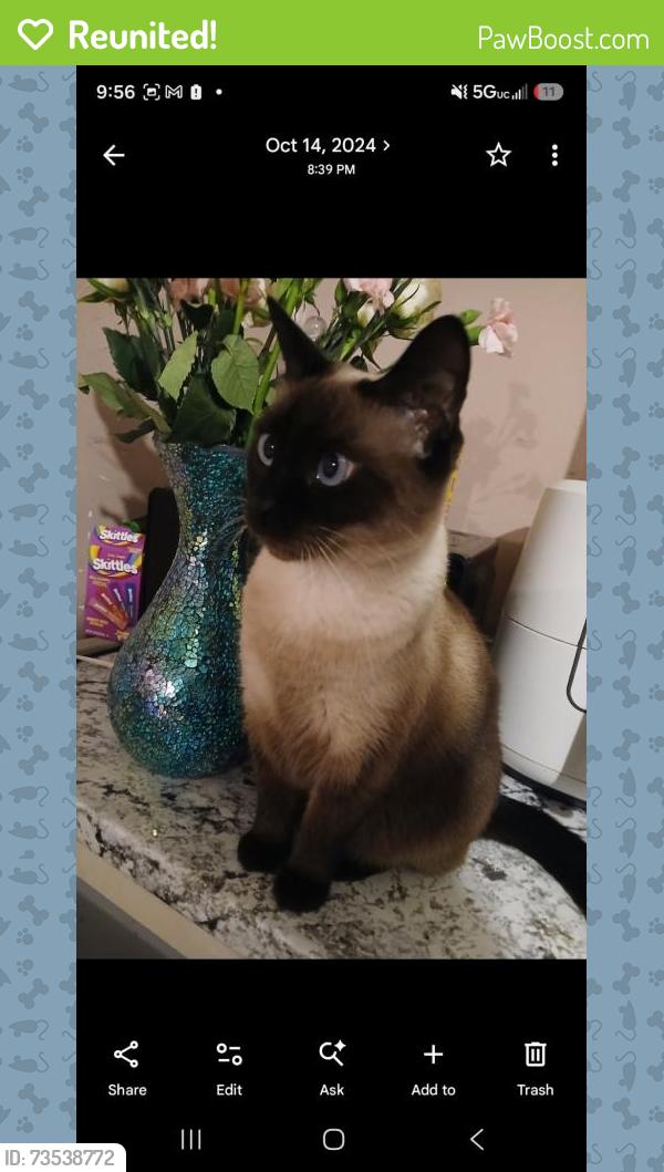 Reunited Female Cat last seen Brookside ln., Zephyrhills, FL 33541