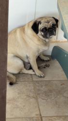 Found/Stray Female Dog last seen D street and Country Club Drive, Midland, TX 79701