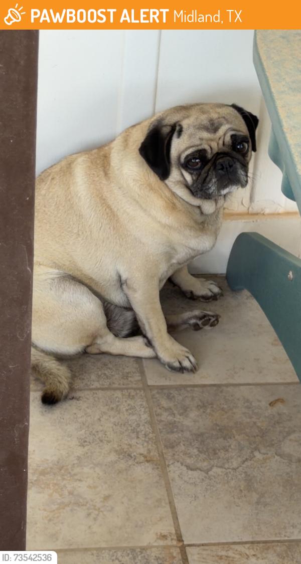Found/Stray Female Dog last seen D street and Country Club Drive, Midland, TX 79701