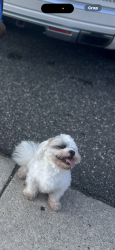 Reunited Male Dog last seen Master street, Camden, NJ 08104