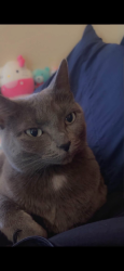 Lost Female Cat last seen North Edmonton, Edmonton, AB 