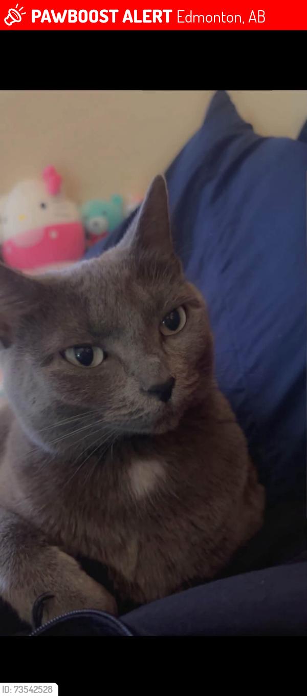 Lost Female Cat last seen North Edmonton, Edmonton, AB 