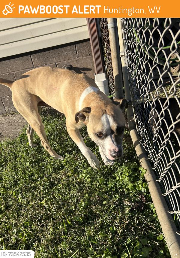 Found/Stray Male Dog last seen The end of 2nd St., Huntington, WV 25705