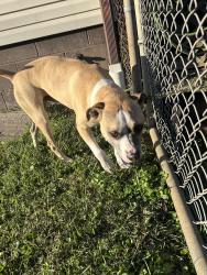 Found/Stray Male Dog last seen The end of 2nd St., Huntington, WV 25705