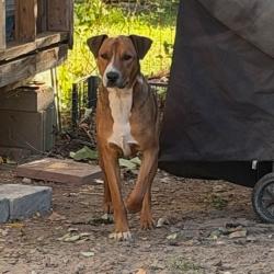 Shelter Stray Male Dog last seen , 5570 Sturmer Park Cir, Winston-Salem, NC 27105, USA