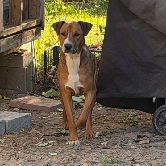 Shelter Stray Male Dog last seen , 5570 Sturmer Park Cir, Winston-Salem, NC 27105, USA