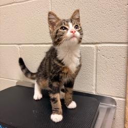 Shelter Stray Female Cat last seen , 54687 Co Rd 19, Bristol, IN 46507, USA