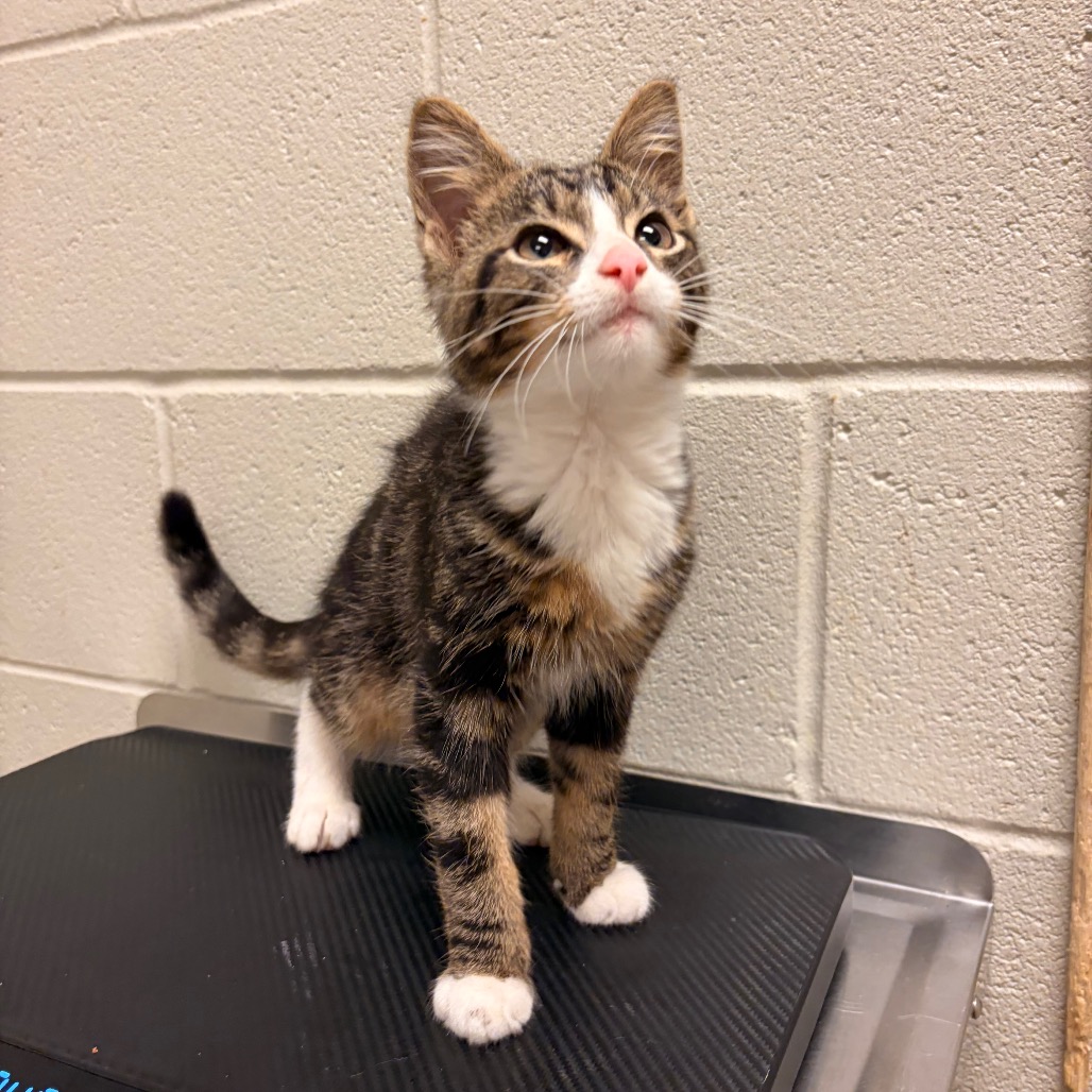 Shelter Stray Female Cat last seen , 54687 Co Rd 19, Bristol, IN 46507, USA