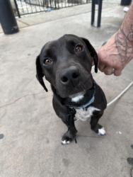 Found/Stray Male Dog last seen Near N Blackstone Ave, Fresno, CA 93726