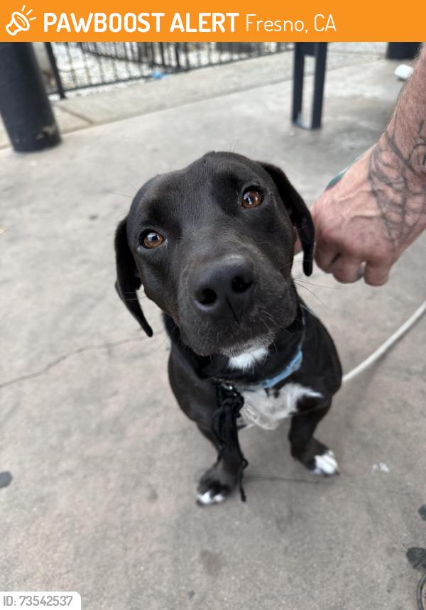 Found/Stray Male Dog last seen Near N Blackstone Ave, Fresno, CA 93726